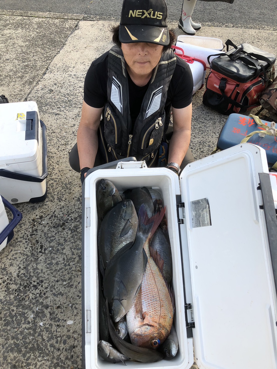 平戸の磯釣りで真鯛、クロ
